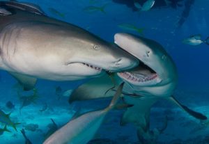 Lemon sharks photo from dangerousseacreatures.com